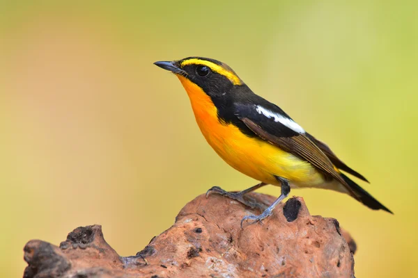 Narcissus Flycatcher bird — Stock Photo, Image