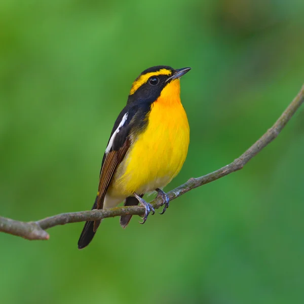 Narzissenfliegenschnäpper — Stockfoto