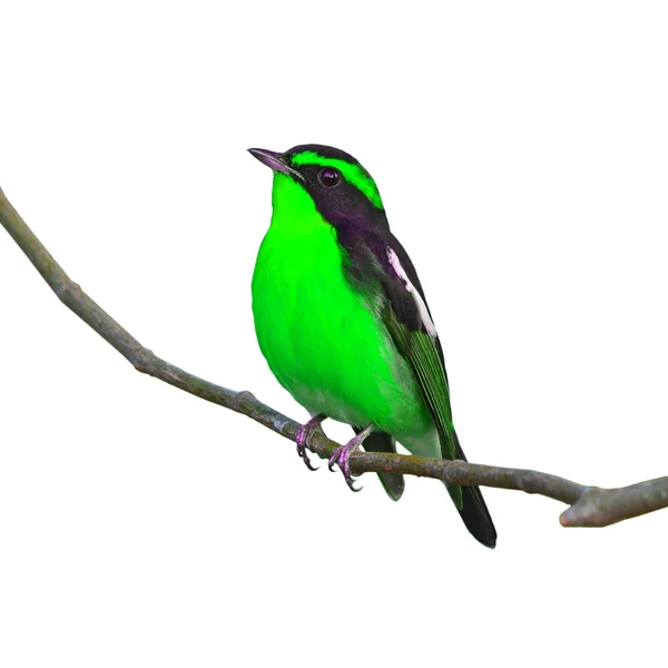 Pájaro negro y verde — Foto de Stock