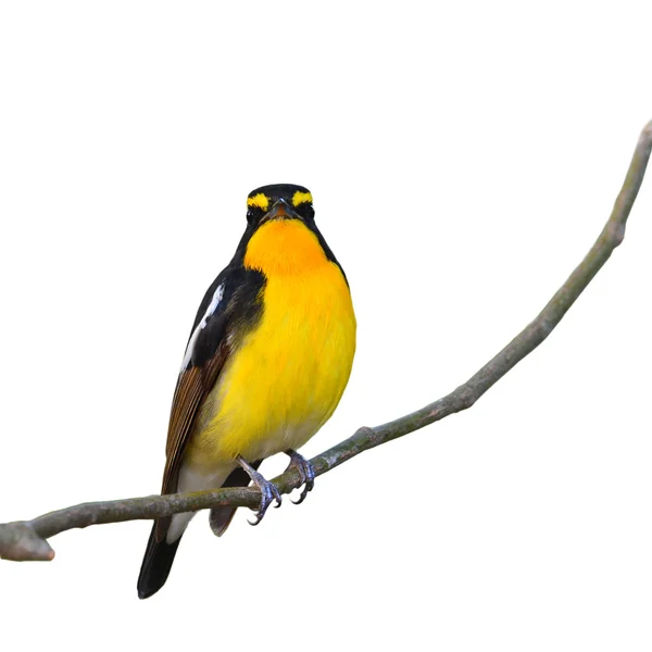 Птица Нарцисса Флайкэтчера — стоковое фото