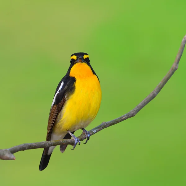 Narcissus flugsnappare fågel — Stockfoto