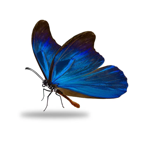 Prachtige monarchvlinder — Stockfoto