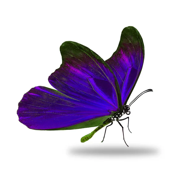 Beau papillon violet — Photo