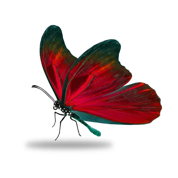Όμορφη κόκκινη πεταλούδα — Φωτογραφία Αρχείου