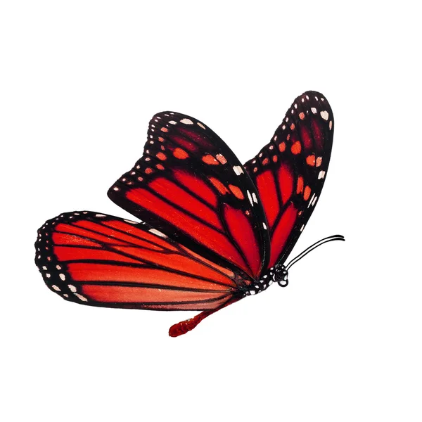 Bela borboleta monarca — Fotografia de Stock