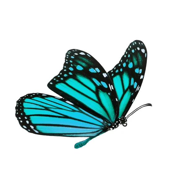 Bela borboleta monarca — Fotografia de Stock