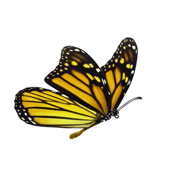 Beautiful monarch butterfly — Stock Photo, Image