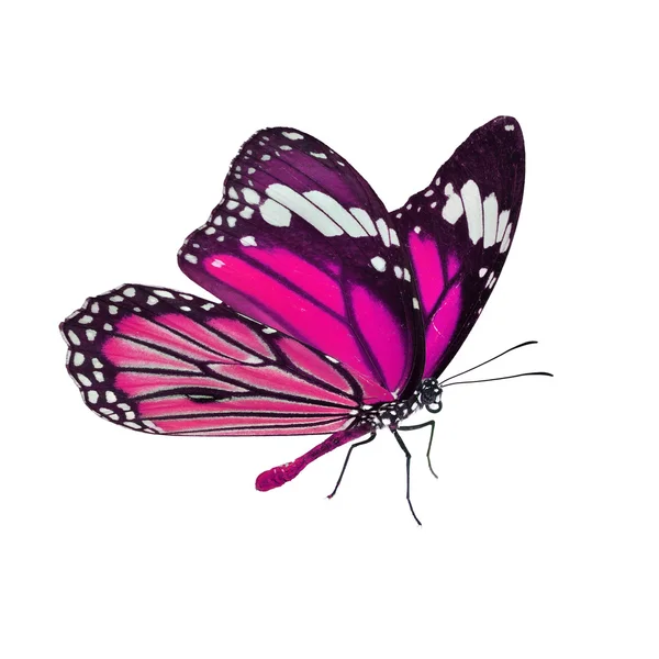 Gyönyörű uralkodó pillangó — Stock Fotó