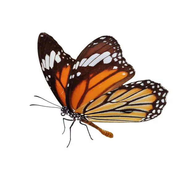 Hermosa mariposa monarca — Foto de Stock