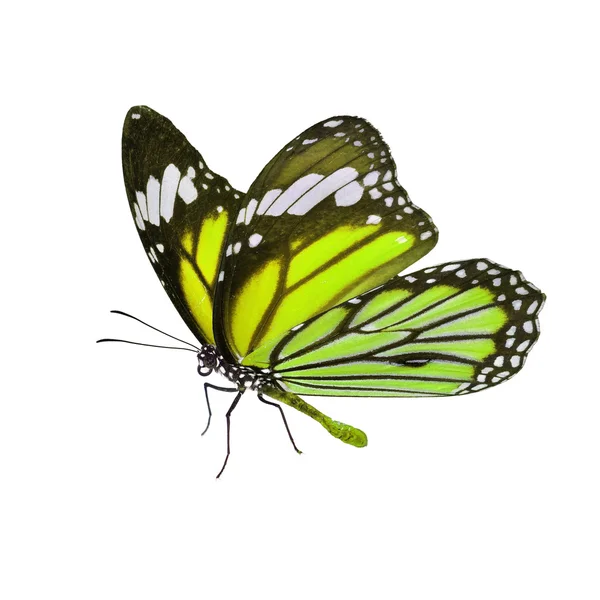 Güzel kelebek monarch — Stok fotoğraf