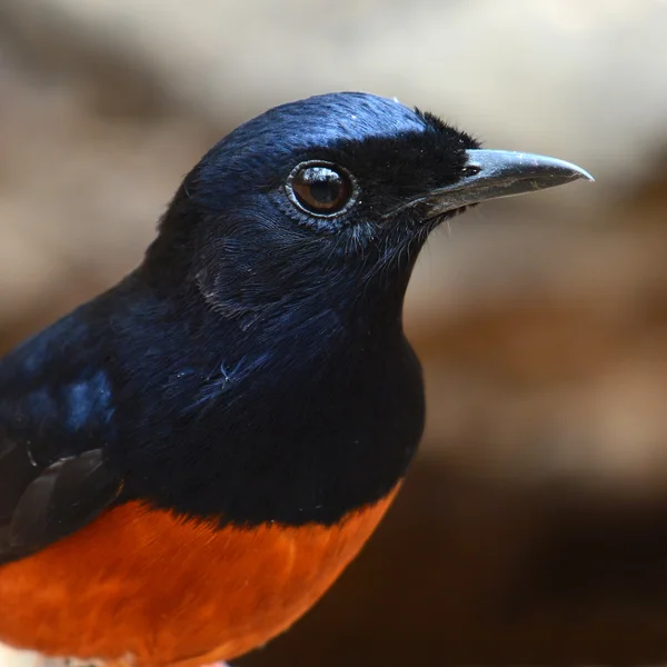 ホワイト rumped シキチョウ鳥 — ストック写真