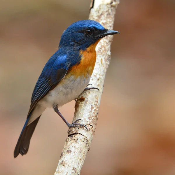 Hill Blue Flycatcher bird — Stock Photo, Image