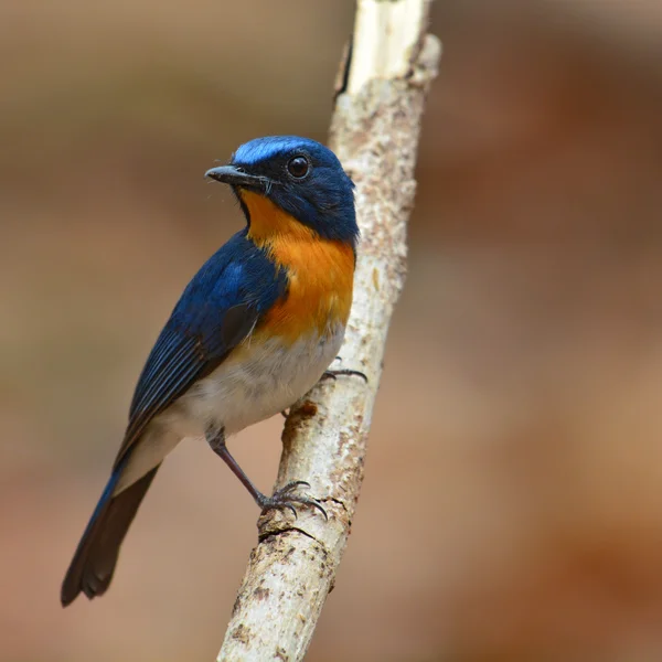 Hill Blue Flycatcher pájaro — Foto de Stock