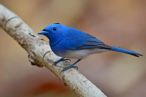 Schwarznappenvogel — Stockfoto