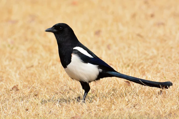 Eurasian magpie bird — Stock Photo, Image