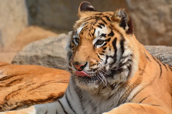 Tigre marrom bonito — Fotografia de Stock