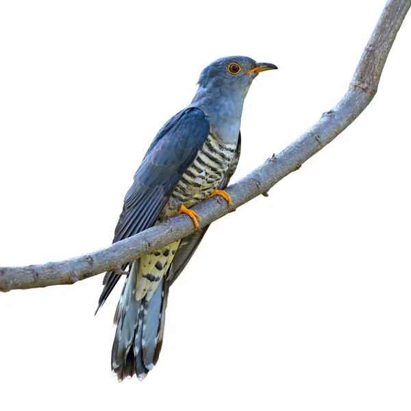 Himalayan Cuckoo bird — Stock Photo, Image