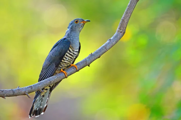 Pájaro cuco del Himalaya — Foto de Stock