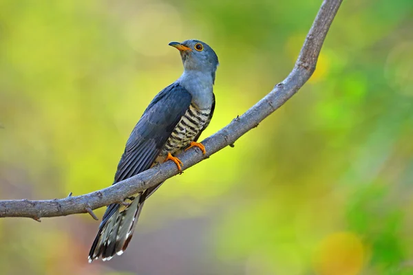 Ptak kukułka — Zdjęcie stockowe