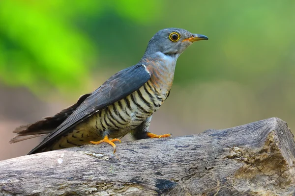 Oiseau coucou indien — Photo