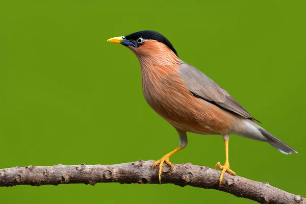 Luňáci starling pták — Stock fotografie