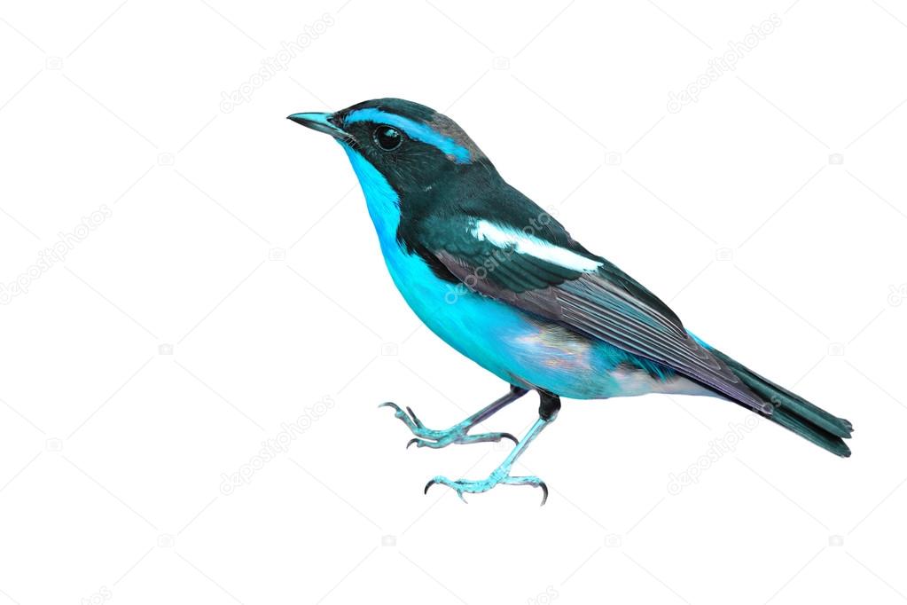 Oiseau Noir Et Bleu Photographie Thawats 107962022