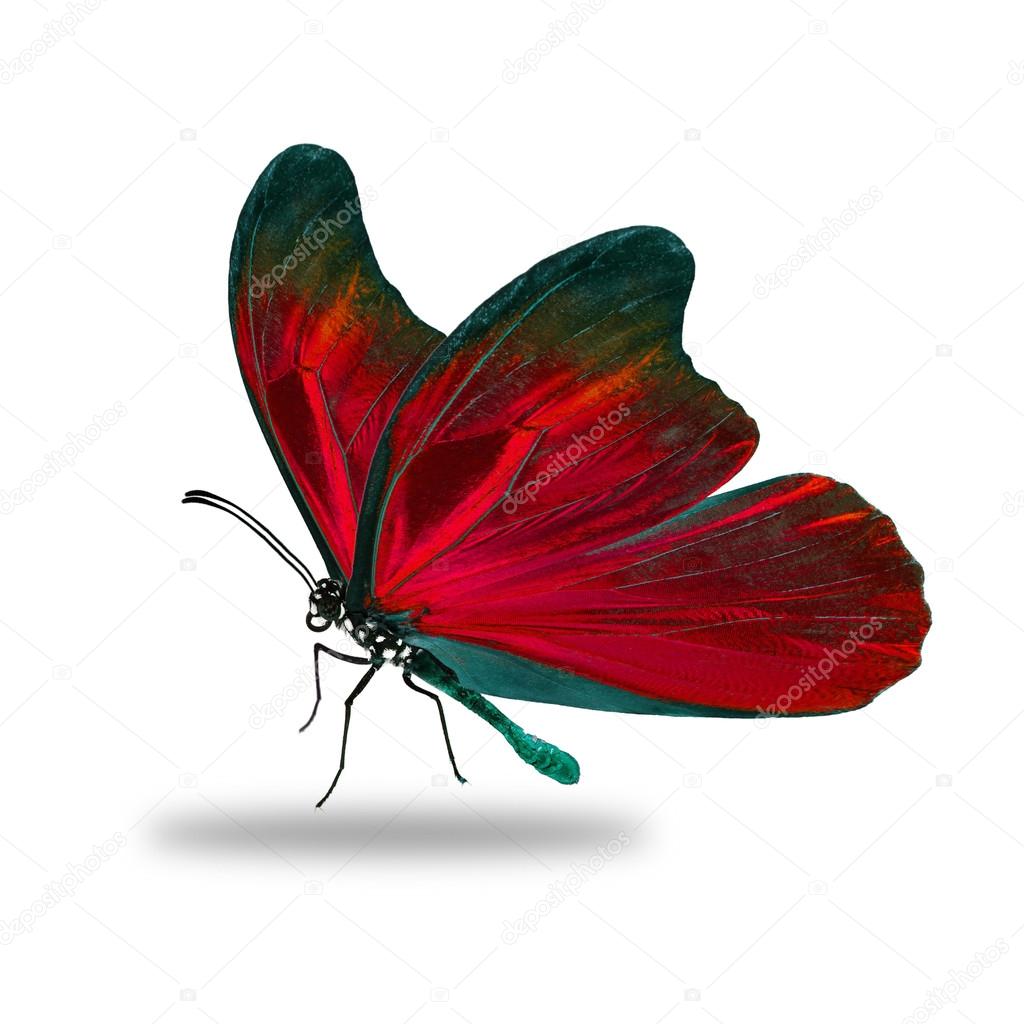 美しい赤い蝶 — ストック写真 © thawats #107962206