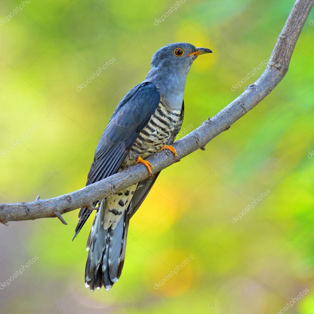Top 28+ Images show me a picture of a cuckoo bird Updated Top 28+ Images show me a picture of a cuckoo bird Updated