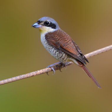 Tiger Shrike Bird clipart