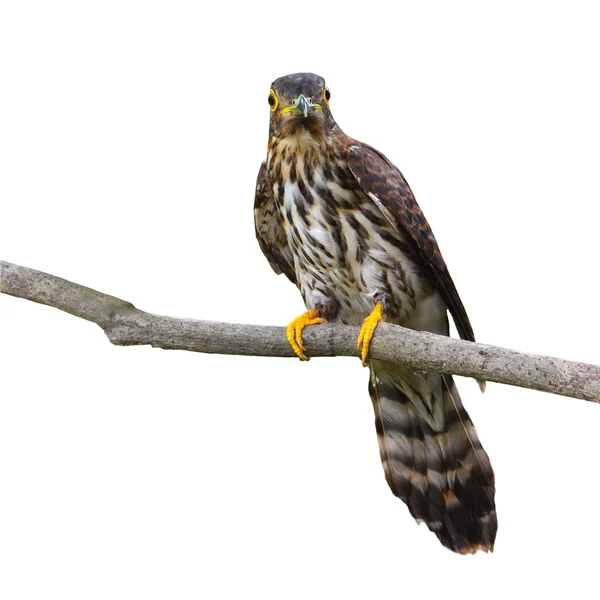 Hodgson's Hawk Cuckoo Bird — Stock Photo, Image