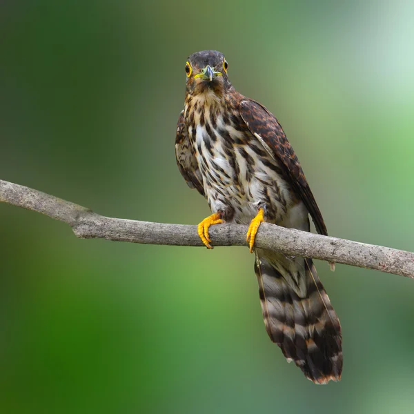 Hodgson 's Hawk Cuckoo Bird — стоковое фото