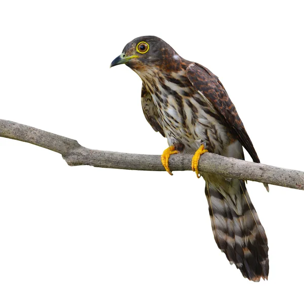 Hodgson 's Hawk Cuckoo Bird — Fotografia de Stock