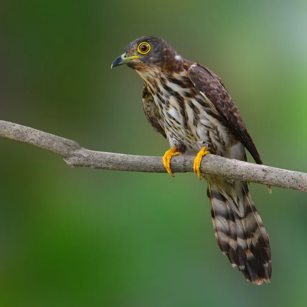 Hodgson 's Hawk Cuckoo Bird — Fotografia de Stock