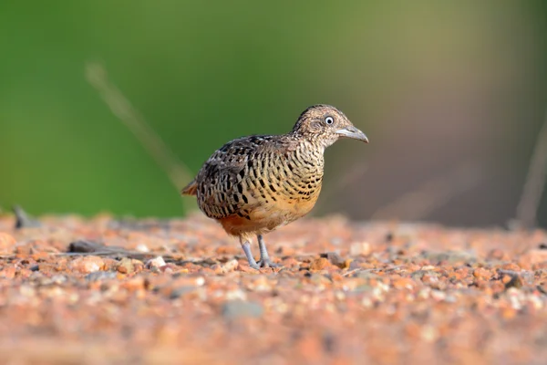 禁止的 Buttonquail 鸟 — 图库照片