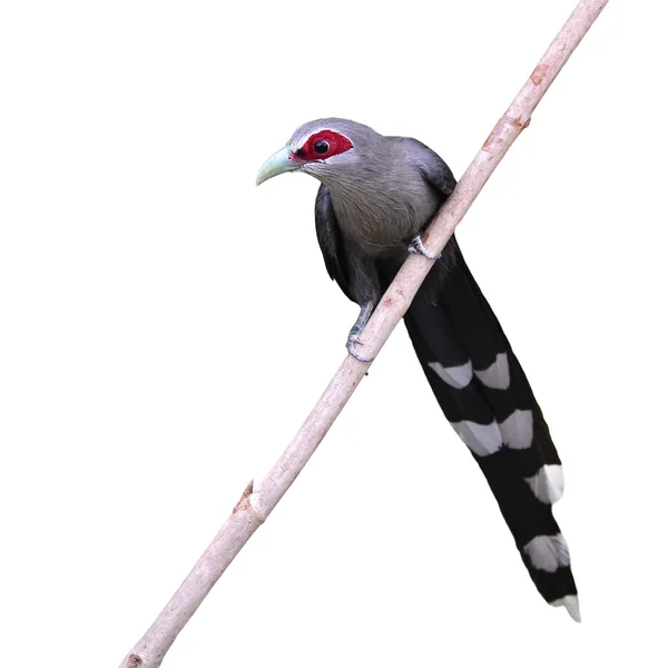 Green-nakaz kwaterunkowy ptak Malkoha — Zdjęcie stockowe