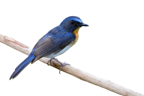 Alpin blå flugsnappare fågel — Stockfoto