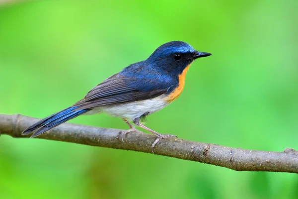 Je Tickell Flycatcher modrý pták — Stock fotografie