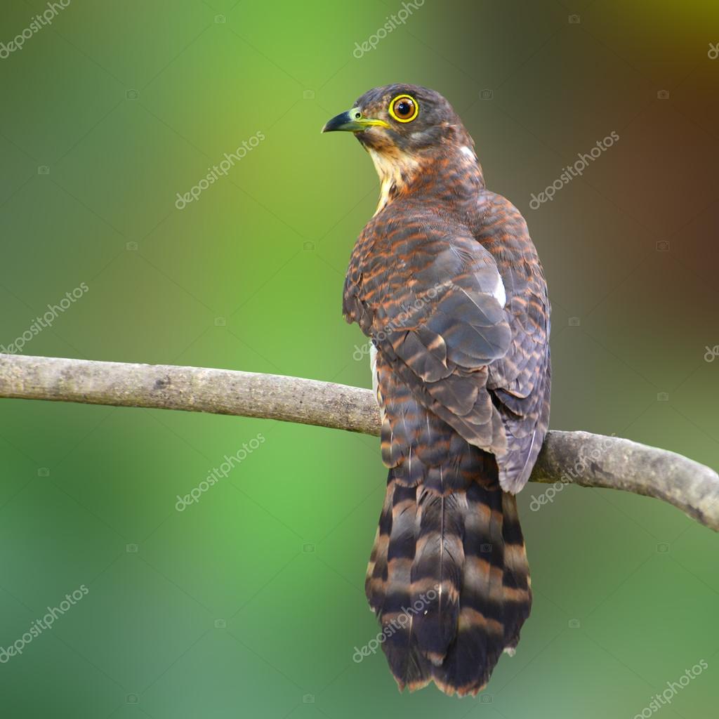 Hodgson's Hawk Cuckoo Bird — Stock Photo © thawats #110147362