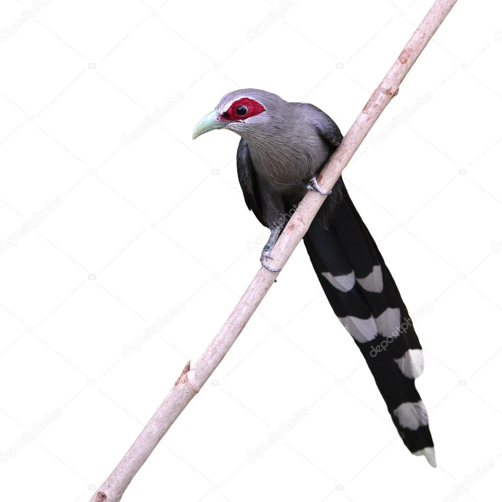 Oiseau De Malcoha à Bec Vert Photographie Thawats 110148876