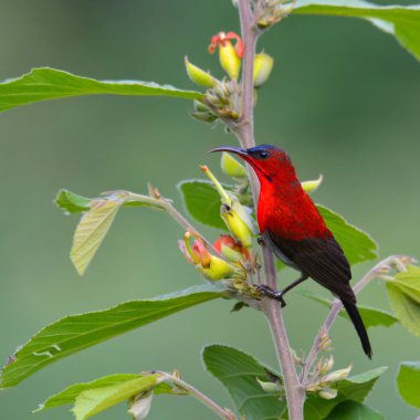 Kırmızı koyu kırmızı sunbird