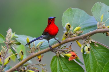 Kırmızı koyu kırmızı sunbird