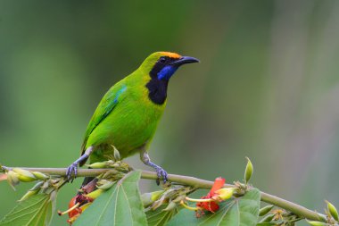 Güzel Altın alınlı Yaprak kuşugiller