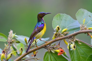 Güzel kahverengi gerdanlı Sunbird 