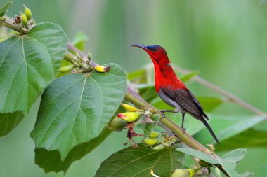 Kırmızı koyu kırmızı sunbird