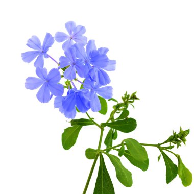 güzel bir mor çiçek