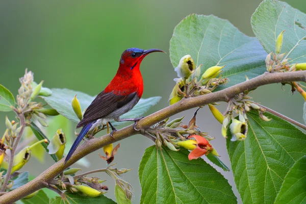 Kırmızı koyu kırmızı sunbird