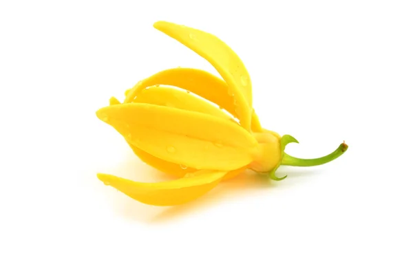 Beautiful Ylang-Ylang Flower — Stock Photo, Image