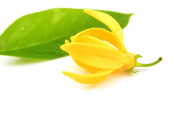 Krásný Ylang-Ylang květ — Stock fotografie