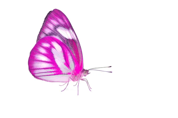 Schöner rosa Schmetterling — Stockfoto