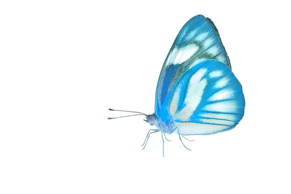 Красивая голубая бабочка — стоковое фото